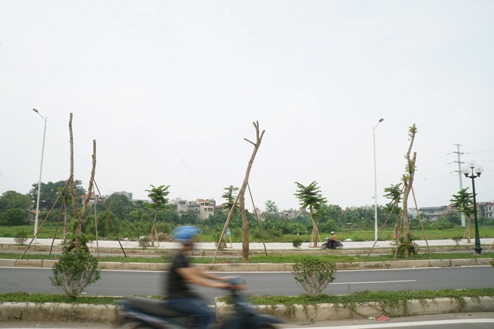 co xanh cay heo tren duong ngan ty tran huu duc