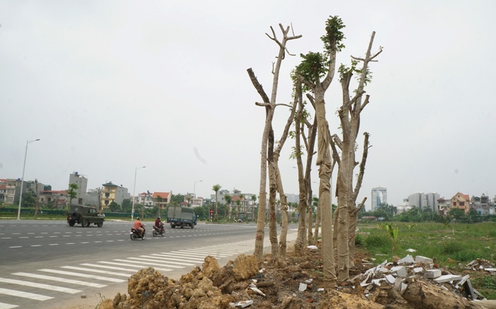 co xanh cay heo tren duong ngan ty tran huu duc