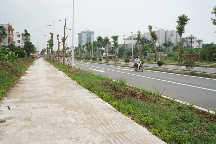 co xanh cay heo tren duong ngan ty tran huu duc