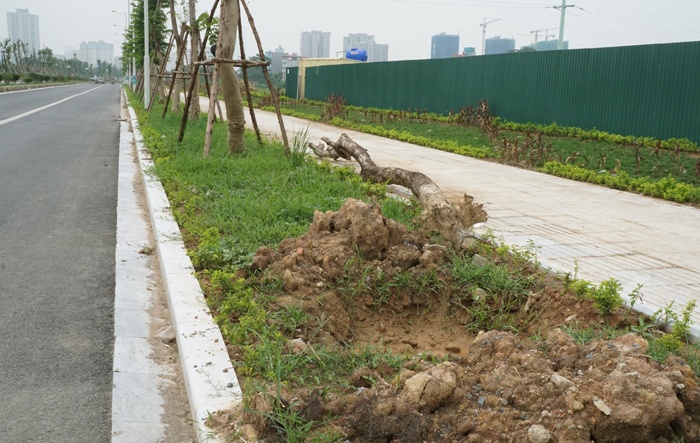 co xanh cay heo tren duong ngan ty tran huu duc