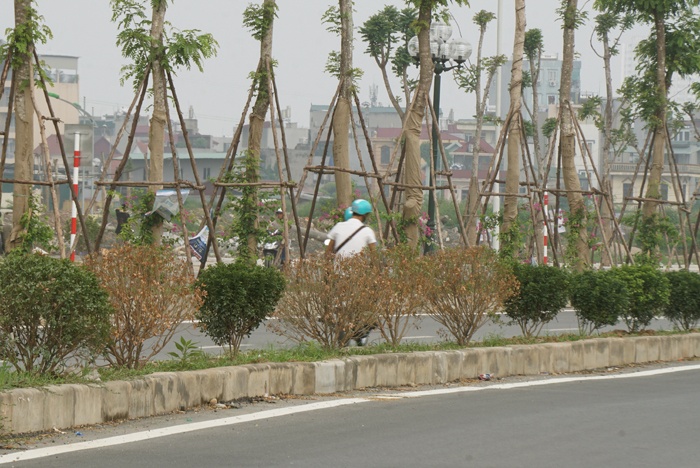co xanh cay heo tren duong ngan ty tran huu duc