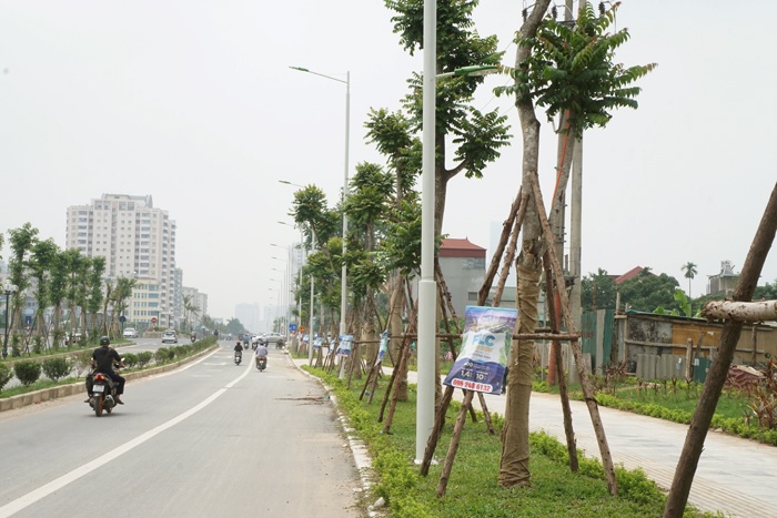 co xanh cay heo tren duong ngan ty tran huu duc