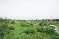 ha noi cay chet hang loat o duong ly son van chua thay the