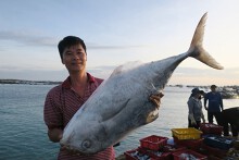 Chùm ảnh: Nhộn nhịp bến cá buổi rạng đông trên đảo Phú Quý