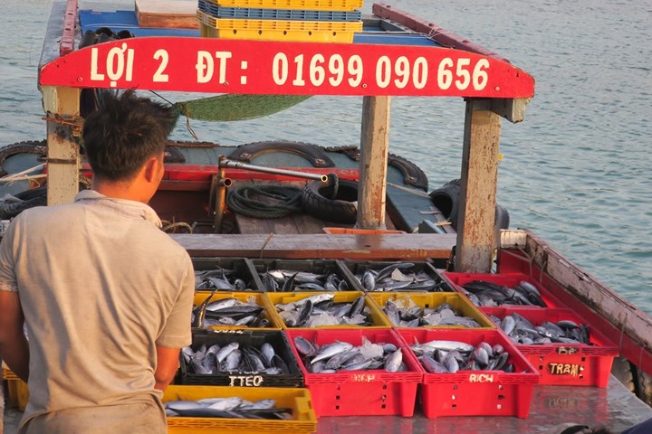 chum anh nhon nhip ben ca buoi rang dong tren dao phu quy