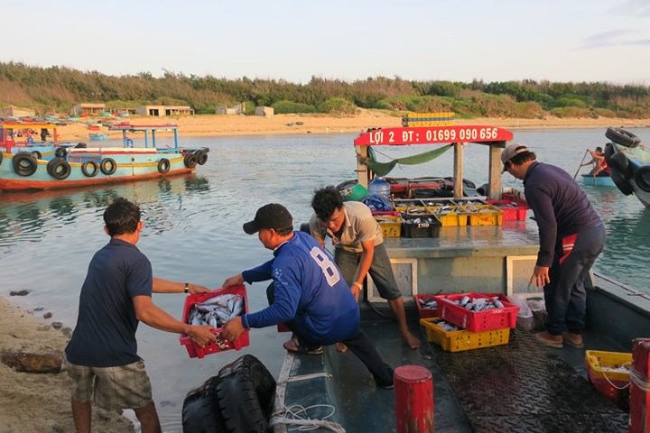 chum anh nhon nhip ben ca buoi rang dong tren dao phu quy