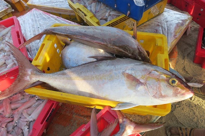 chum anh nhon nhip ben ca buoi rang dong tren dao phu quy