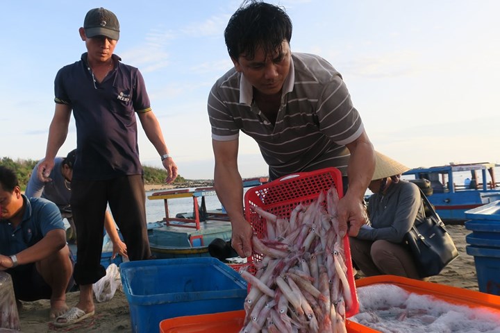 chum anh nhon nhip ben ca buoi rang dong tren dao phu quy