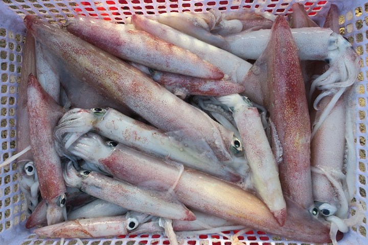 chum anh nhon nhip ben ca buoi rang dong tren dao phu quy
