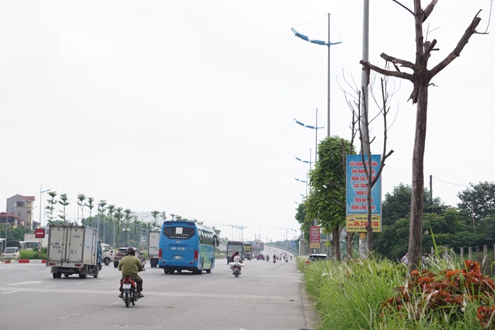 ha noi cay chet hang loat o duong ly son van chua thay the