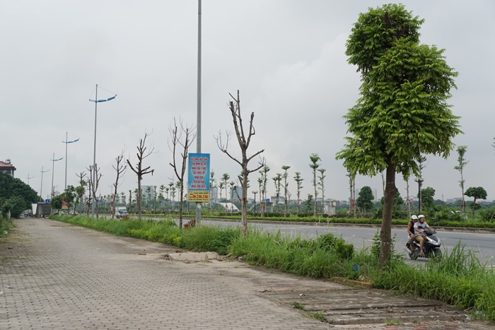 ha noi cay chet hang loat o duong ly son van chua thay the