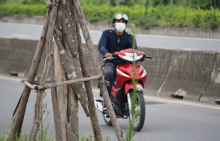 ha noi cay chet hang loat o duong ly son van chua thay the