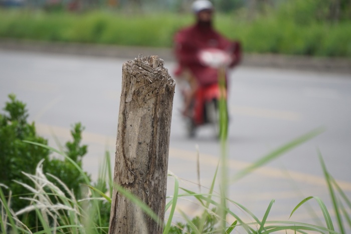ha noi cay chet hang loat o duong ly son van chua thay the
