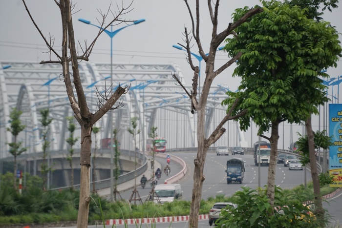 ha noi cay chet hang loat o duong ly son van chua thay the