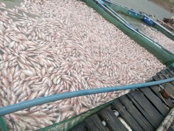 Kết luận chính thức nguyên nhân cá chết hàng loạt ở hồ thủy điện Pleikrong, Kontum