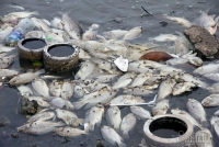 ha noi xac ca van noi lenh benh tren mat ho tay