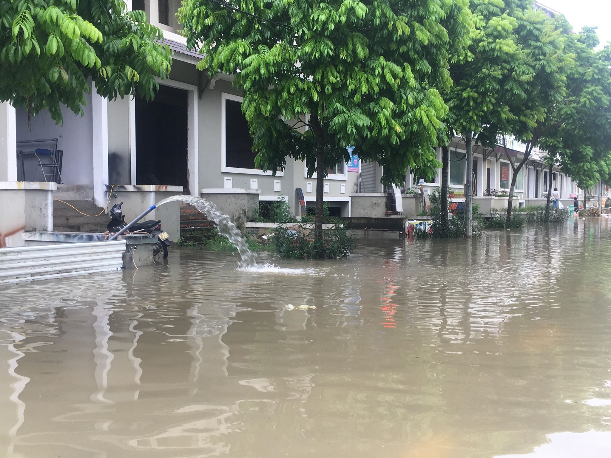 hang loat biet thu ngac ngoai sau con mua lon o ha noi