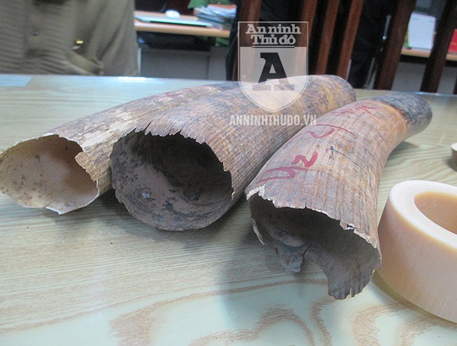 Cận cảnh lượng ngà voi 'khủng' vừa bị Công an TP Hà Nội thu giữ can canh luong nga voi khung vua bi cong an tp ha noi thu giu