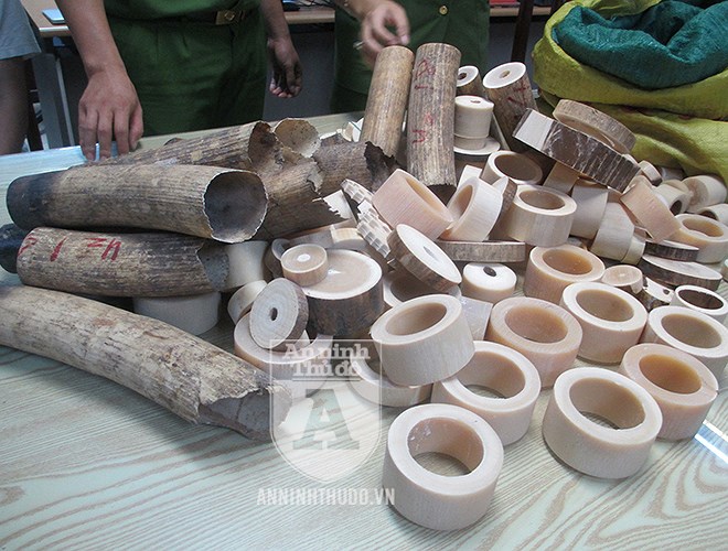 Cận cảnh lượng ngà voi 'khủng' vừa bị Công an TP Hà Nội thu giữ can canh luong nga voi khung vua bi cong an tp ha noi thu giu