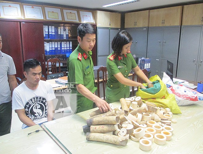 Cận cảnh lượng ngà voi 'khủng' vừa bị Công an TP Hà Nội thu giữ can canh luong nga voi khung vua bi cong an tp ha noi thu giu