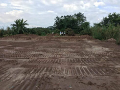 Hà Nội: Vườn nhãn rộng 3.500m2 bất ngờ bị kẻ lạ san phẳng