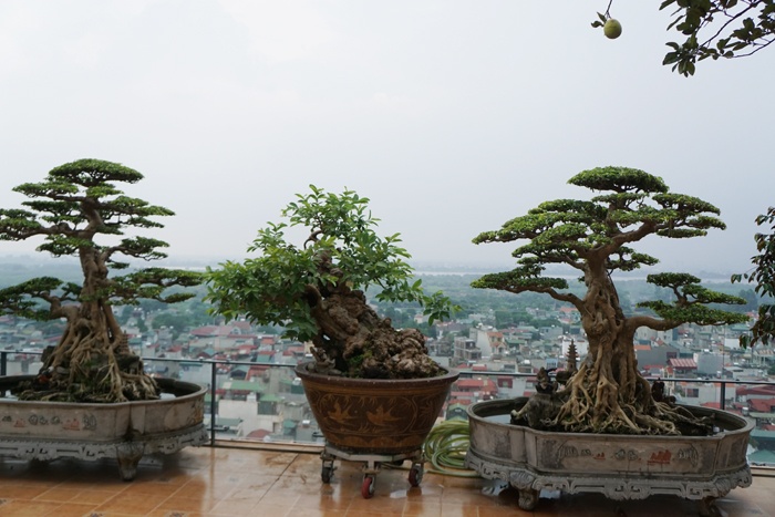 tan thay cay oi 300 tuoi dom hoa ket trai o ha noi