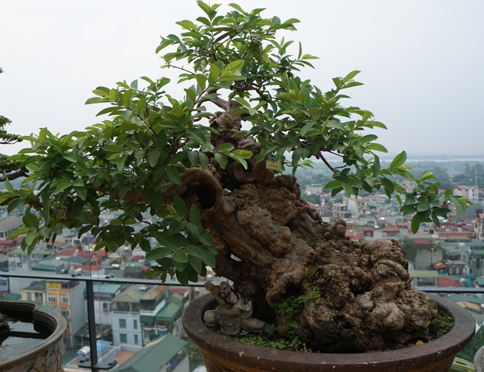 tan thay cay oi 300 tuoi dom hoa ket trai o ha noi