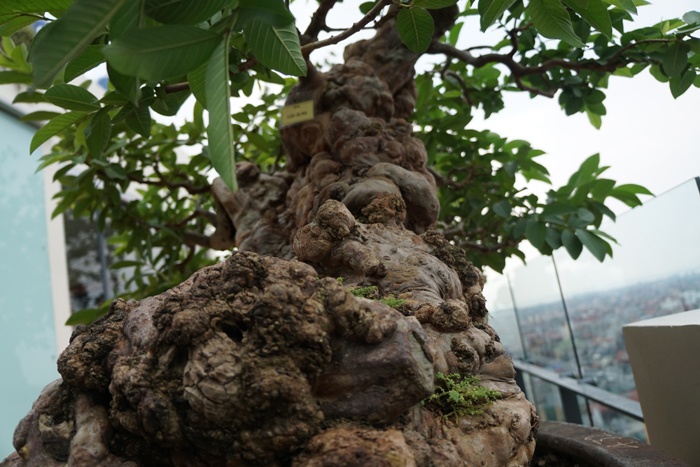 tan thay cay oi 300 tuoi dom hoa ket trai o ha noi