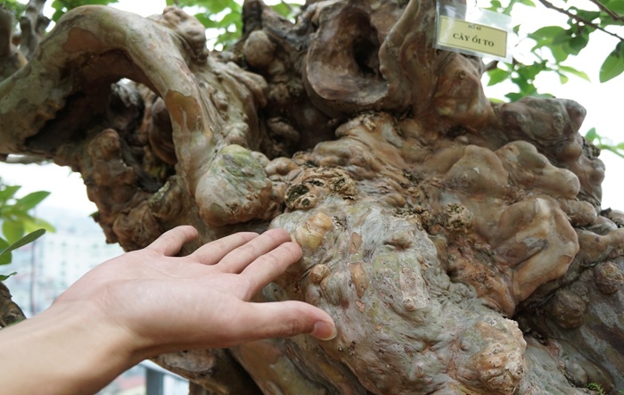 tan thay cay oi 300 tuoi dom hoa ket trai o ha noi