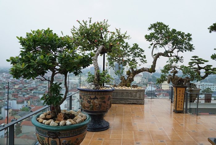 tan thay cay oi 300 tuoi dom hoa ket trai o ha noi