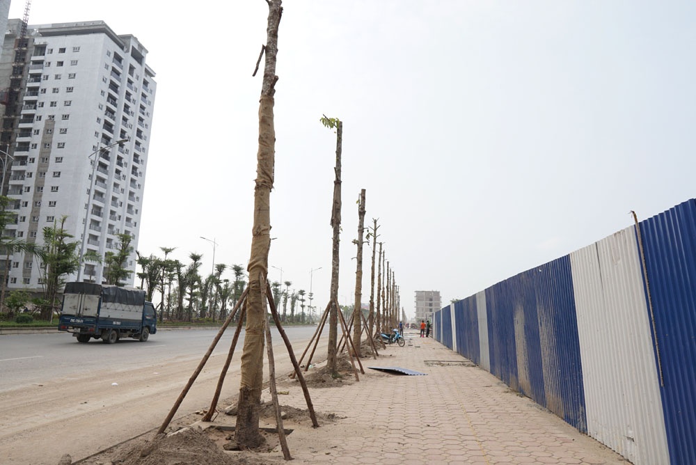 dan phoi thoc trong rau tren duong bt 5000 ti qua 4 quan huyen cua ha noi