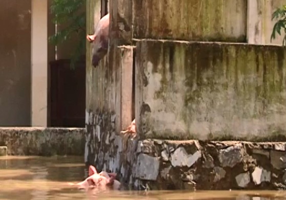 tieu huy dan lon o thanh hoa chet trong nuoc lu