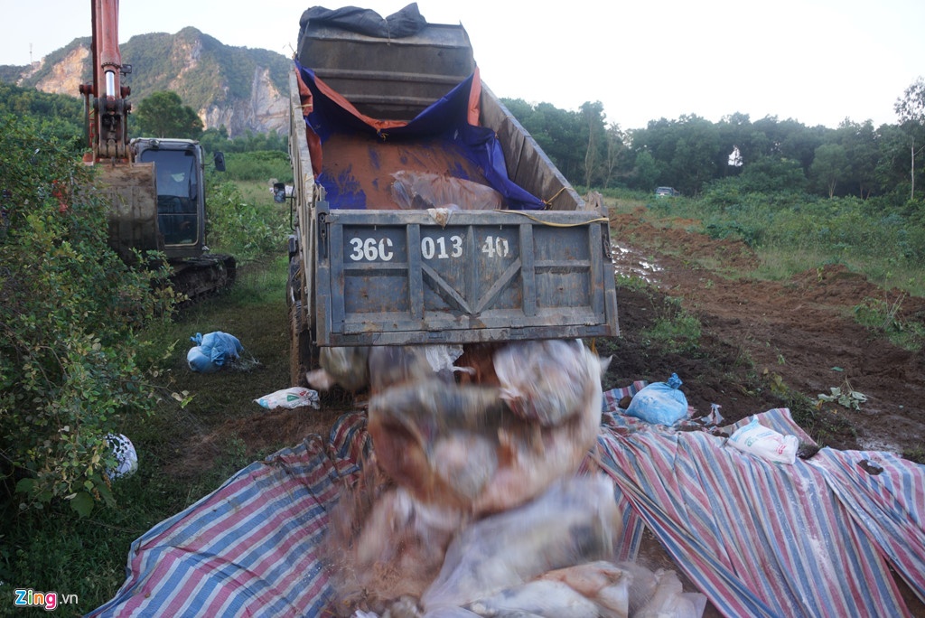 tieu huy dan lon o thanh hoa chet trong nuoc lu