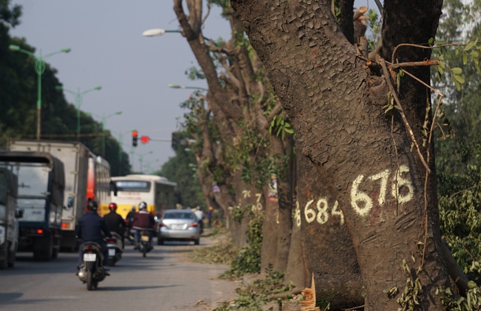 ha noi duong pham van dong la lam vi mat dan mau xanh
