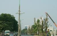 duong pham van dong co hang cay moi thay the xa cu co thu bi di chuyen chat ha