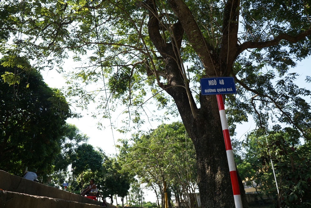 Công an xã lập chốt trực gác an ninh và bảo vệ cây sưa hàng chục tỉ đồng cong an xa lap chot truc gac bao ve cay sua hang chuc ti dong