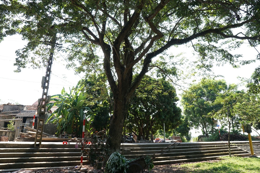 Công an xã lập chốt trực gác an ninh và bảo vệ cây sưa hàng chục tỉ đồng cong an xa lap chot truc gac bao ve cay sua hang chuc ti dong