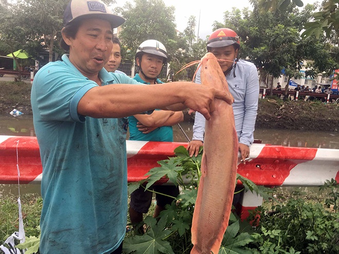 hau bao so 9 dan bat ca tre vang khung o kenh sau mua lon