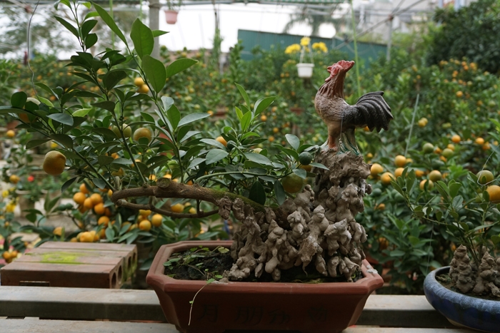 quat bonsai ngu lung ga gia 250 do o ha noi