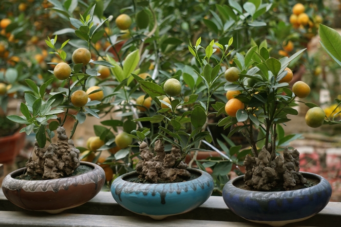 quat bonsai ngu lung ga gia 250 do o ha noi