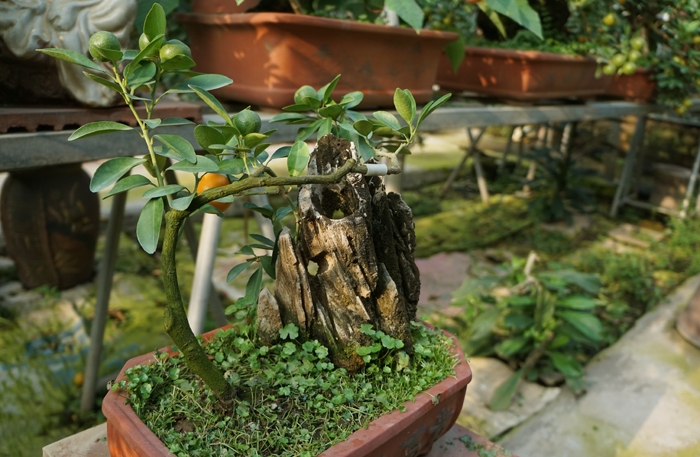 quat bonsai ngu lung ga gia 250 do o ha noi
