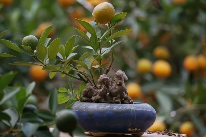 quat bonsai ngu lung ga gia 250 do o ha noi
