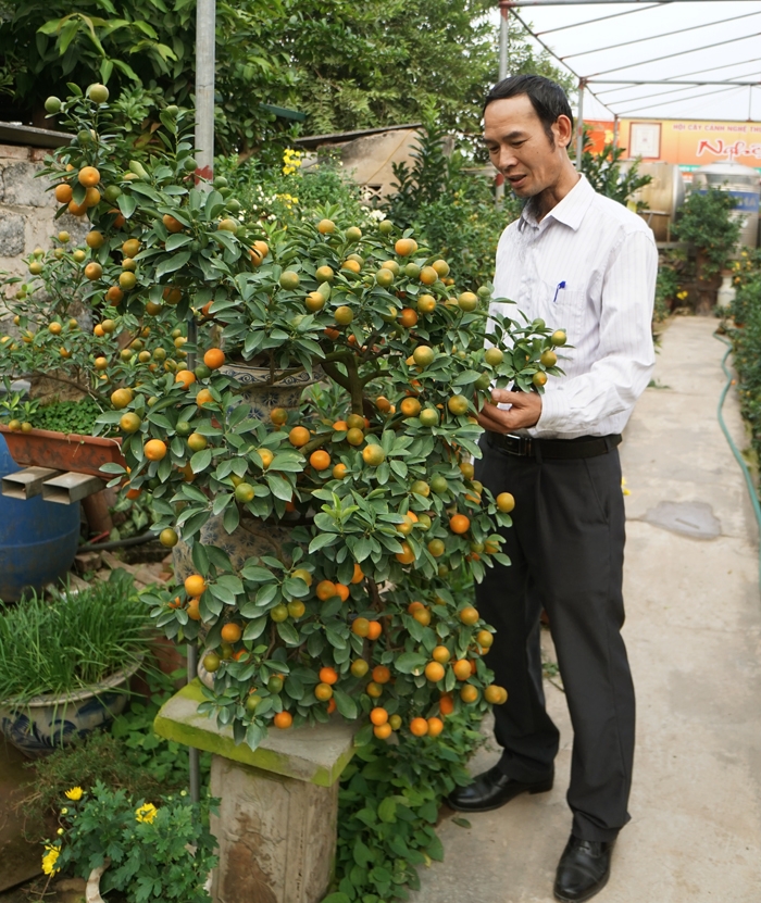 quat bonsai ngu lung ga gia 250 do o ha noi