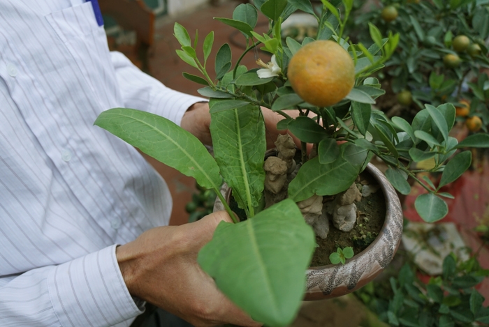 quat bonsai ngu lung ga gia 250 do o ha noi