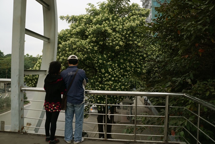 nguoi dan kho chiu voi mui hoa sua vi ha noi trong sai ky thuat