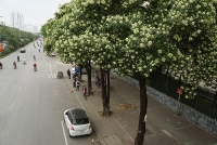ha noi trong 6000 cay hoa sua cong ty cay xanh khang dinh so luong nay la rat it