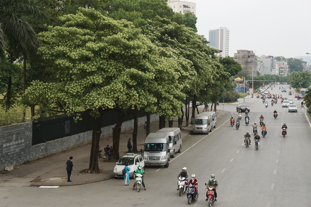 ha noi trong 6000 cay hoa sua cong ty cay xanh khang dinh so luong nay la rat it