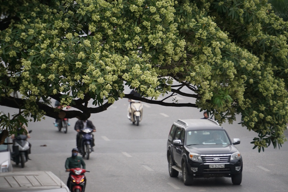 ha noi trong 6000 cay hoa sua cong ty cay xanh khang dinh so luong nay la rat it