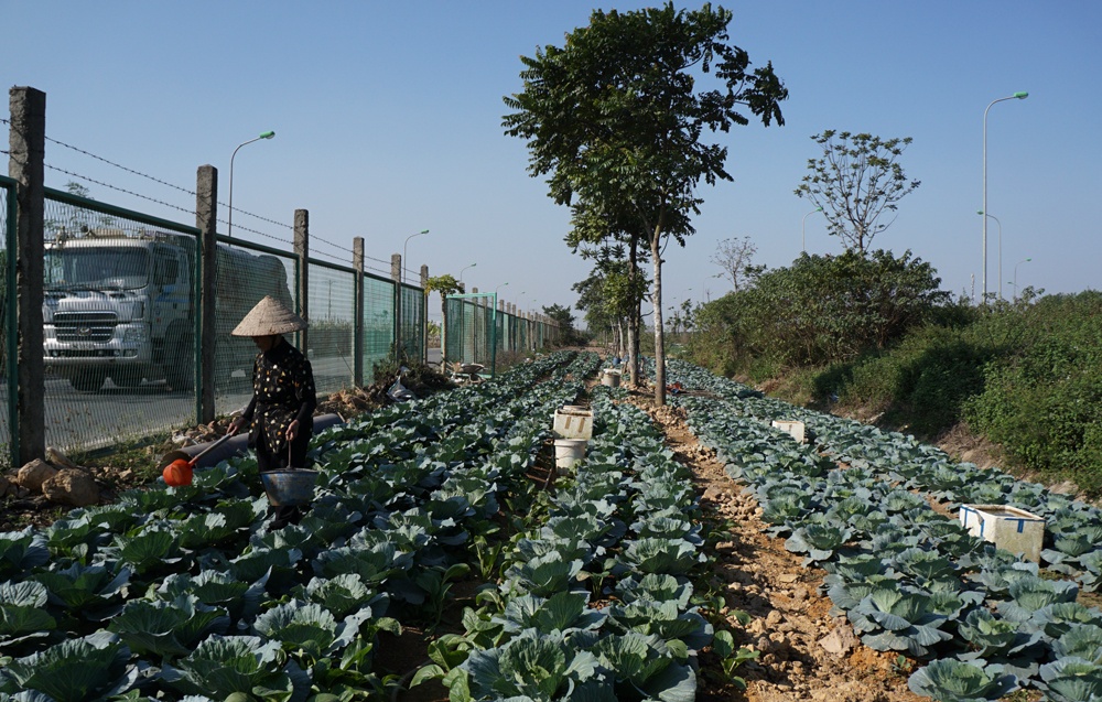 canh khai hoang canh tac tren dai lo thang long ngan ty