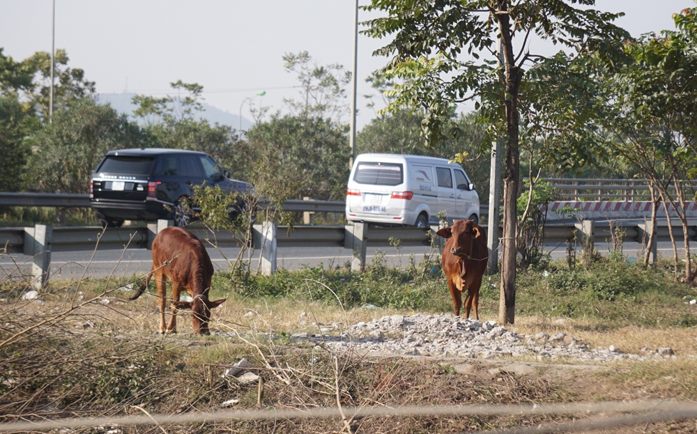 canh khai hoang canh tac tren dai lo thang long ngan ty